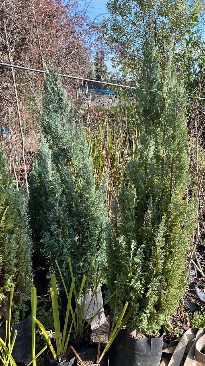 Cultivo